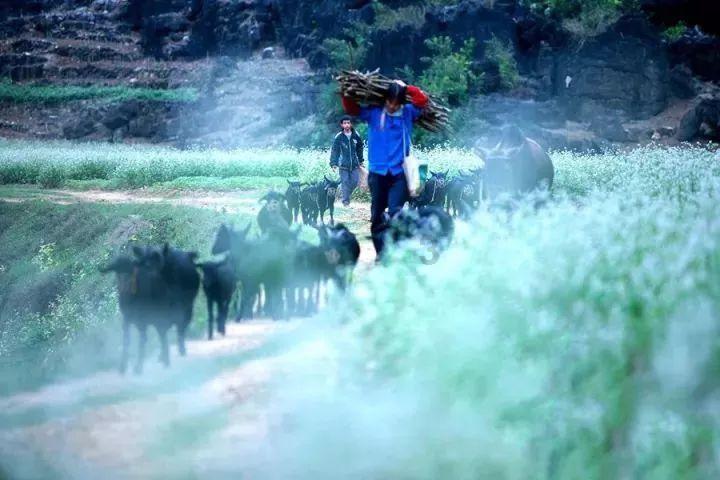 野猪引入北美，已泛滥成灾，为何美国人不食用？在中国已受保护?游戏画面